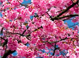 ความปรารถนาในช่วงวสันต์ฤดู